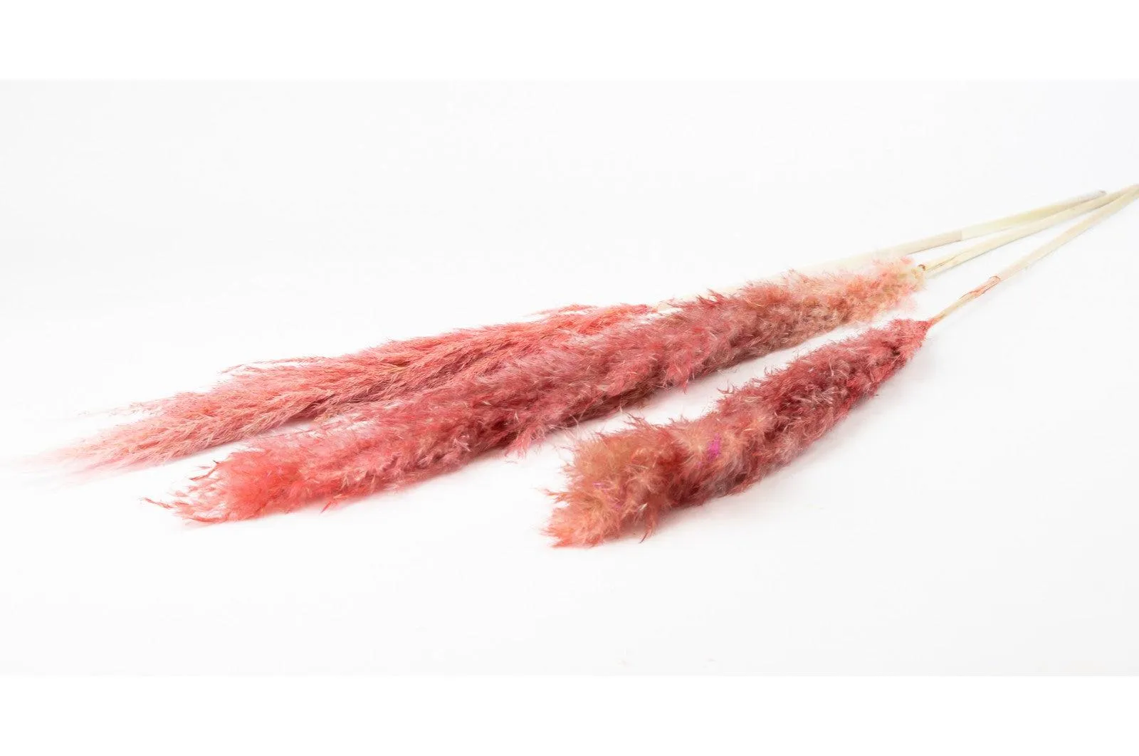French Pink Pampas Bouquet