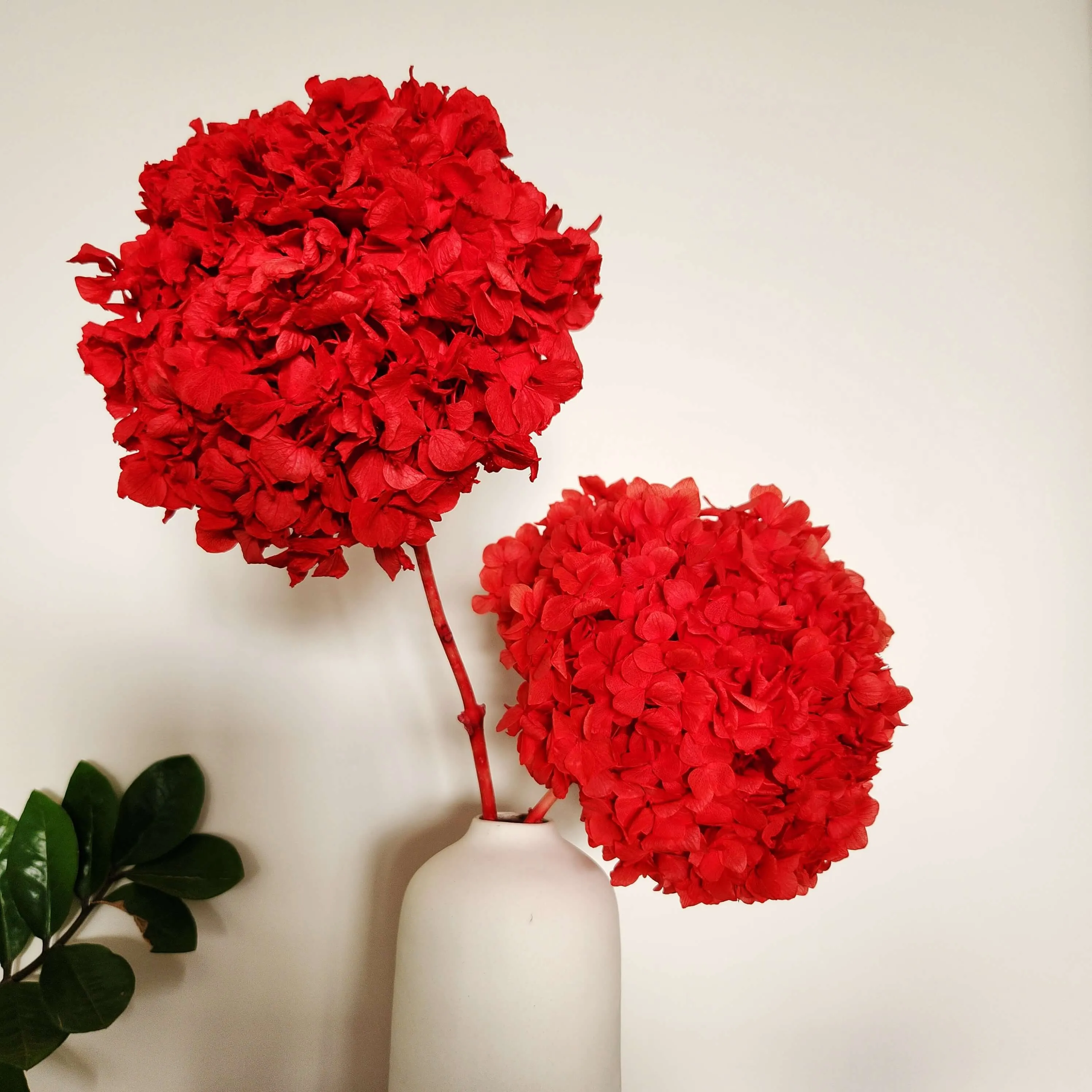 Gorgeous Red Hydrangea Stems