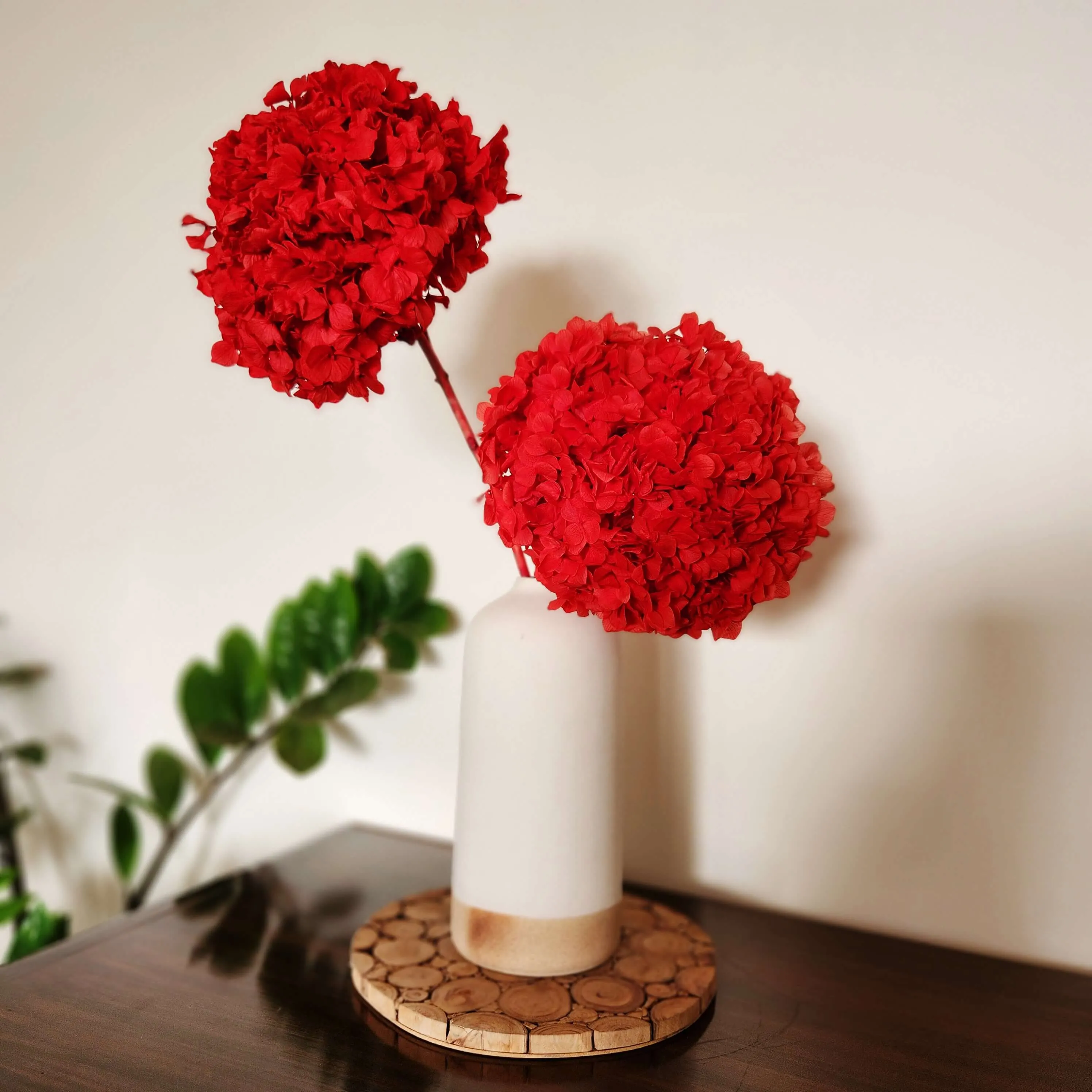Gorgeous Red Hydrangea Stems