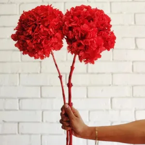 Gorgeous Red Hydrangea Stems