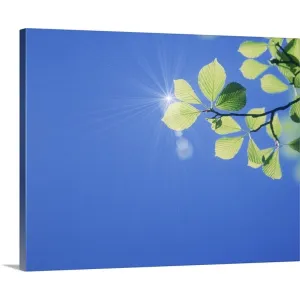"Branch of leaves against sky, sun shining in background, close-up" Canvas Wall Art